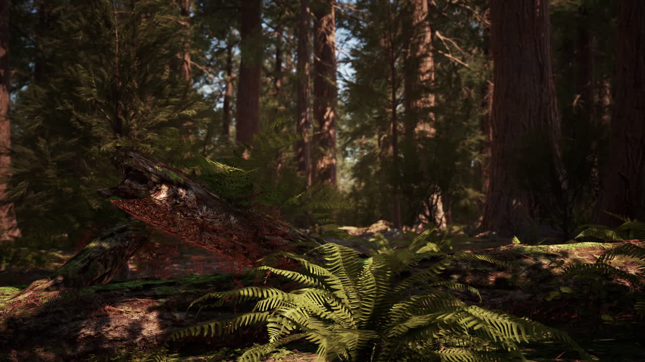 Luce dell'alba tra le sequoie di Mariposa Grove