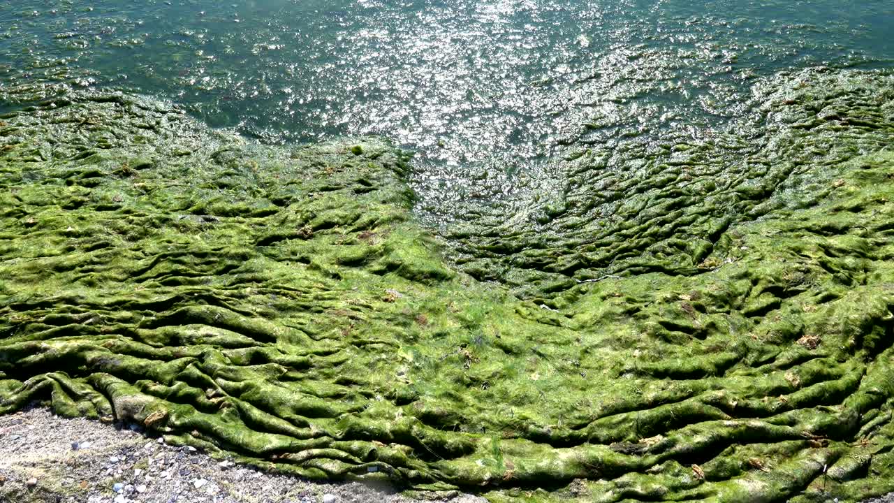 녹색 해조류가 오염된 바다