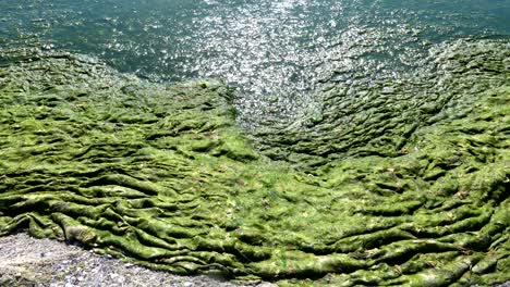 green algae polluted sea