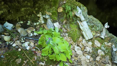 Panning-in-front-of-a-natural-rock-altar-at-the-entrance-of-a-cave-known-as-the-location-for-the-tomb-of-the-Egyptian-goddess-Bastet-in-the-forest-of-Strandzha-Mountain-in-Bulgaria