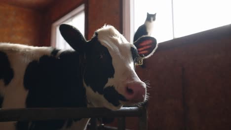 cow inside the shed looks at the camera with a cat on the window in the background