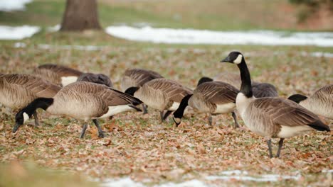 A-grounded-gaggle-of-birds,-Canadian-geese-forage-in-Frasier-Meadows,-Boulder,-Colorado