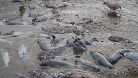 gulls feeding on dead salmon in a river
