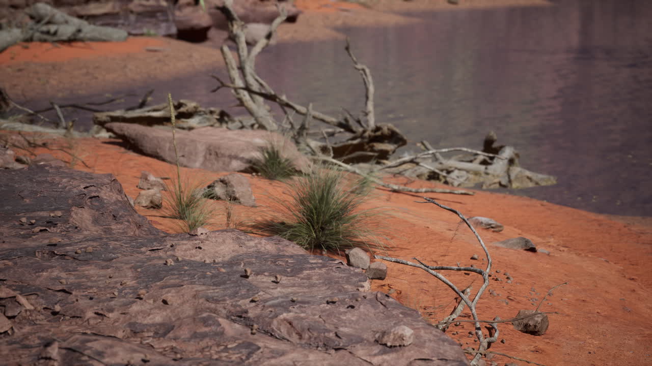 árboles cerca del río colorado en el gran cañón