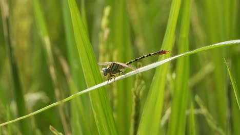 libélula en el césped de arroz - relajante