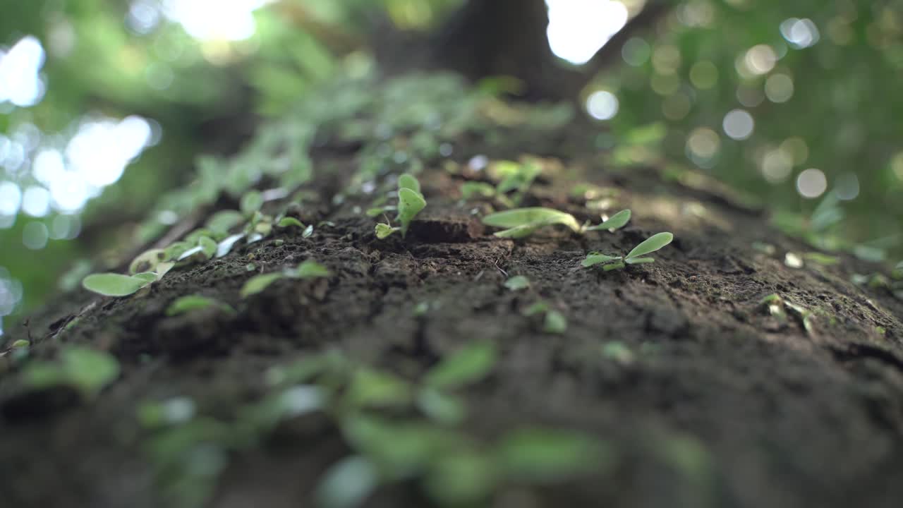 plantas parásitas crecen en la corteza de los árboles