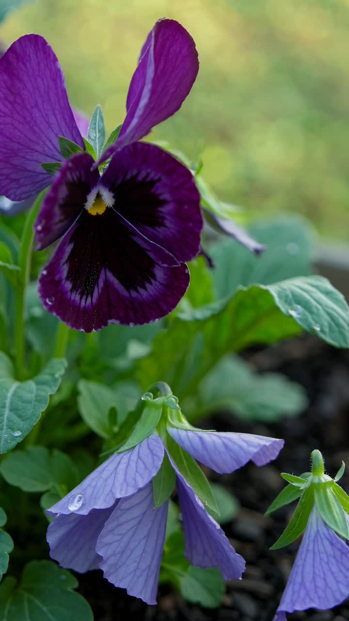 Video ravvicinato di vivaci viole del pensiero color porpora con gocce di rugiada, ripreso da un angolo basso