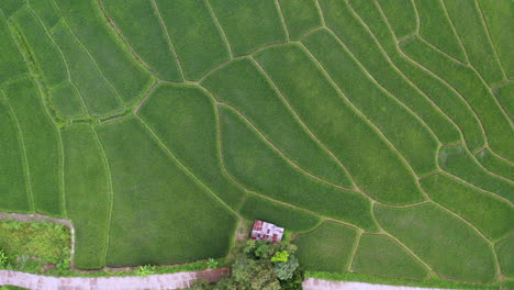 antena de plantación de terraza de arroz con pequeña casa de campo