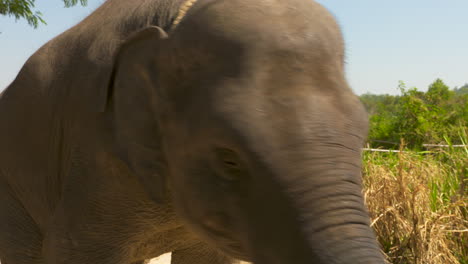 Bebé-Elefante-Asiático-Rescatado-Balanceando-Su-Cuerpo-Debido-A-Traumas-Y-Abusos-Previos