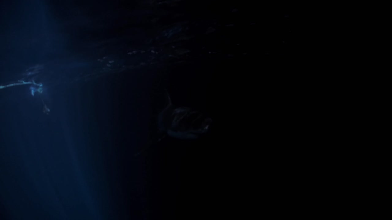 밤 해왕성 섬 사우스 오스트레일리아 4k 75fps의 백상아리