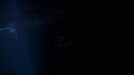 gran tiburón blanco en la noche islas de neptuno sur de australia 4k 75fps