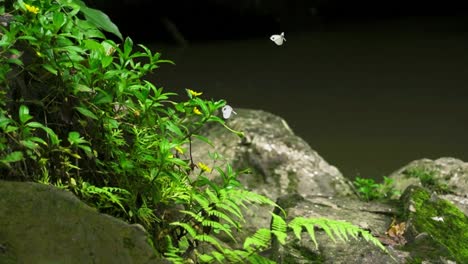 Wunderschöne-Enthüllung-Von-Schmetterlingen-Am-Wasser-Von-Tegenungen,-Bali
