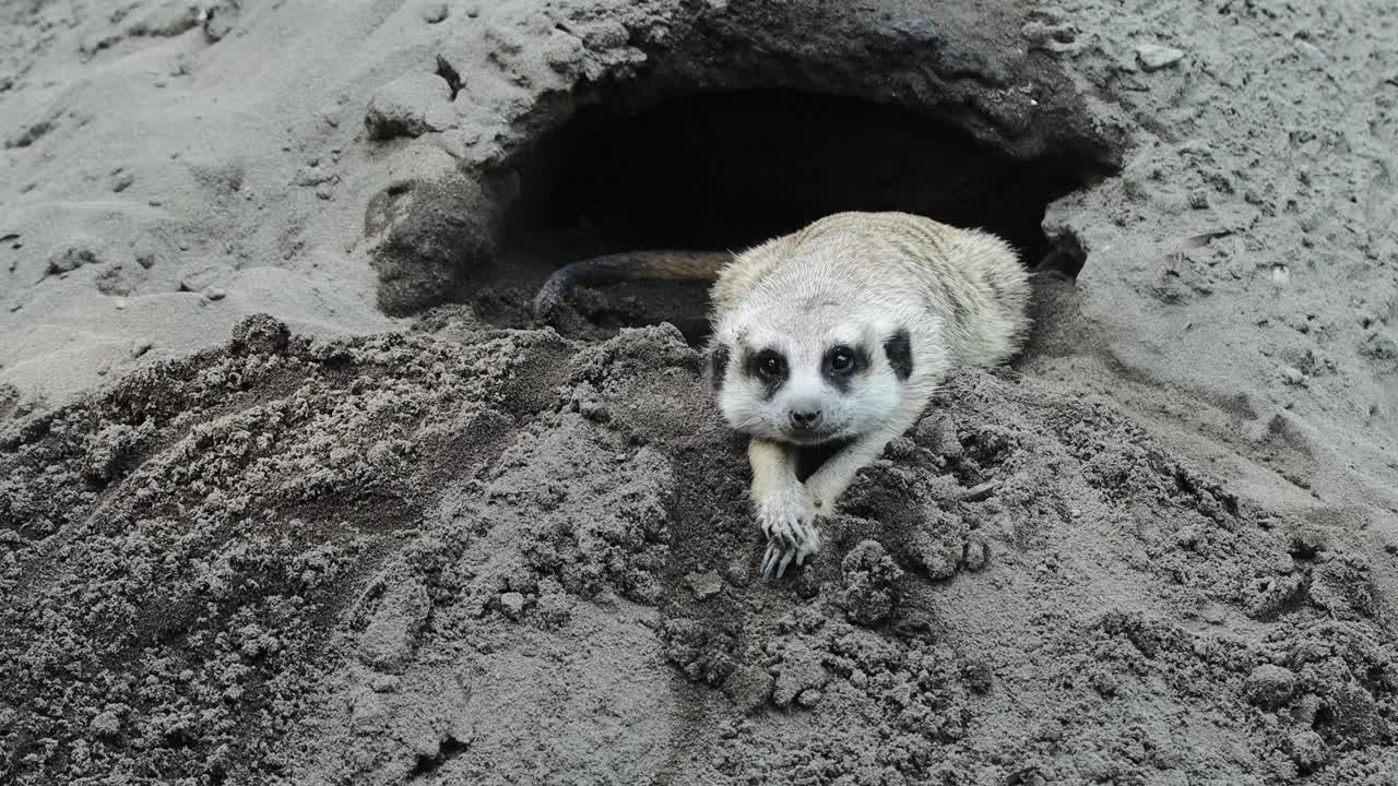 Meerkat Lying on Sand Resting Near Burrow Entrance