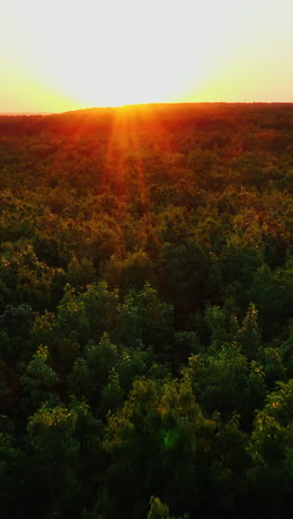 aerial shot above forest. aerial view of evergreen forest, nature background
