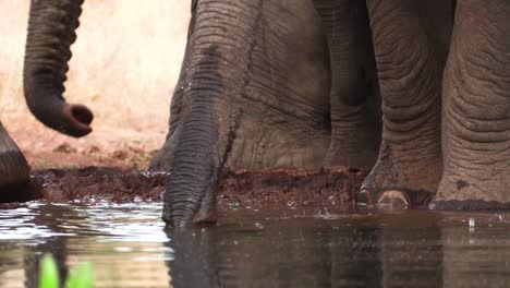 primer plano de los pies y los troncos de los elefantes africanos mientras beben, mayor kruger