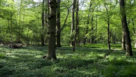 Üppiger-Grüner-Wald-An-Einem-Schönen-Sonnigen-Tag---Weit-Schwenkender-Schuss