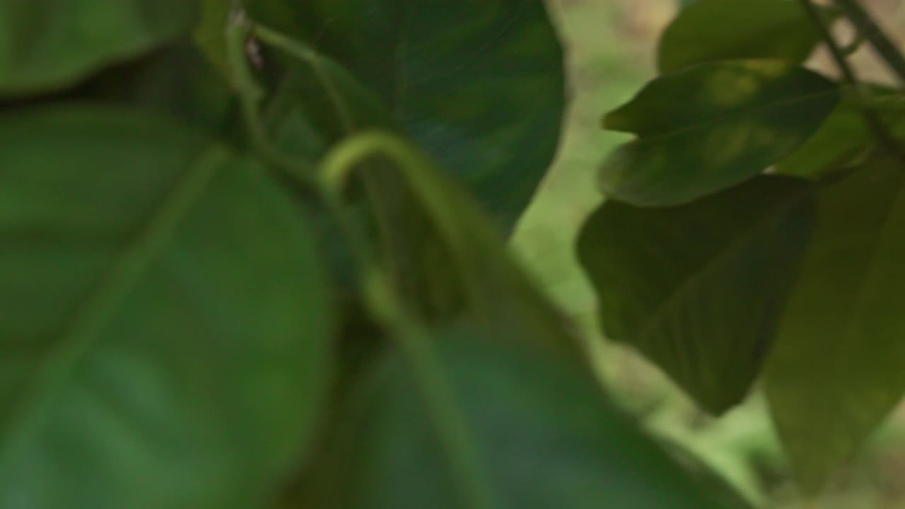 organic orange cut from tree