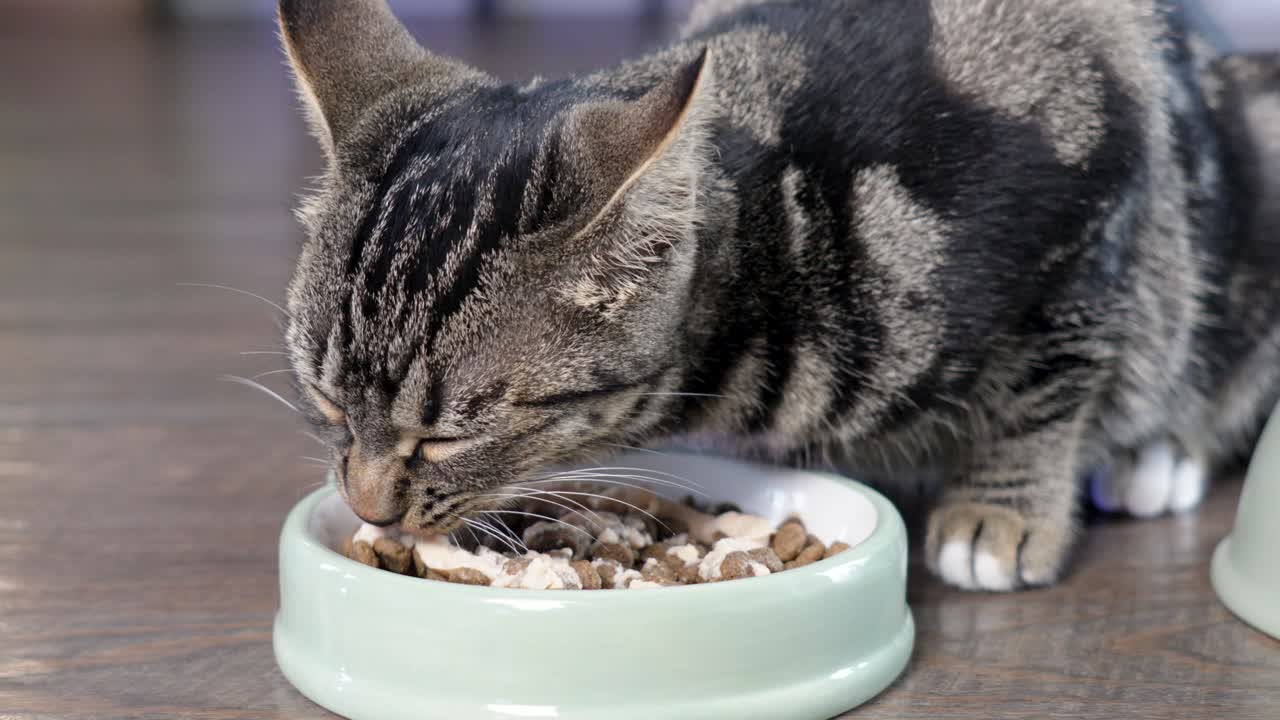 Slwomotion shot of a grey and black cat eating its food from a bowl on the floor
