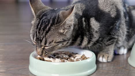 slwomotion shot of a grey and black cat eating its food from a bowl on the floor