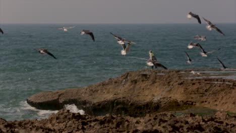 Un-Pescador-Arrojando-Su-Caña,-Con-Las-Gaviotas-Pasando