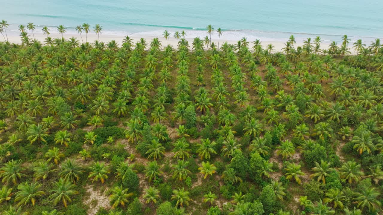 Endless coconut grove meets blue sea showing agricultural tropics, calm nature