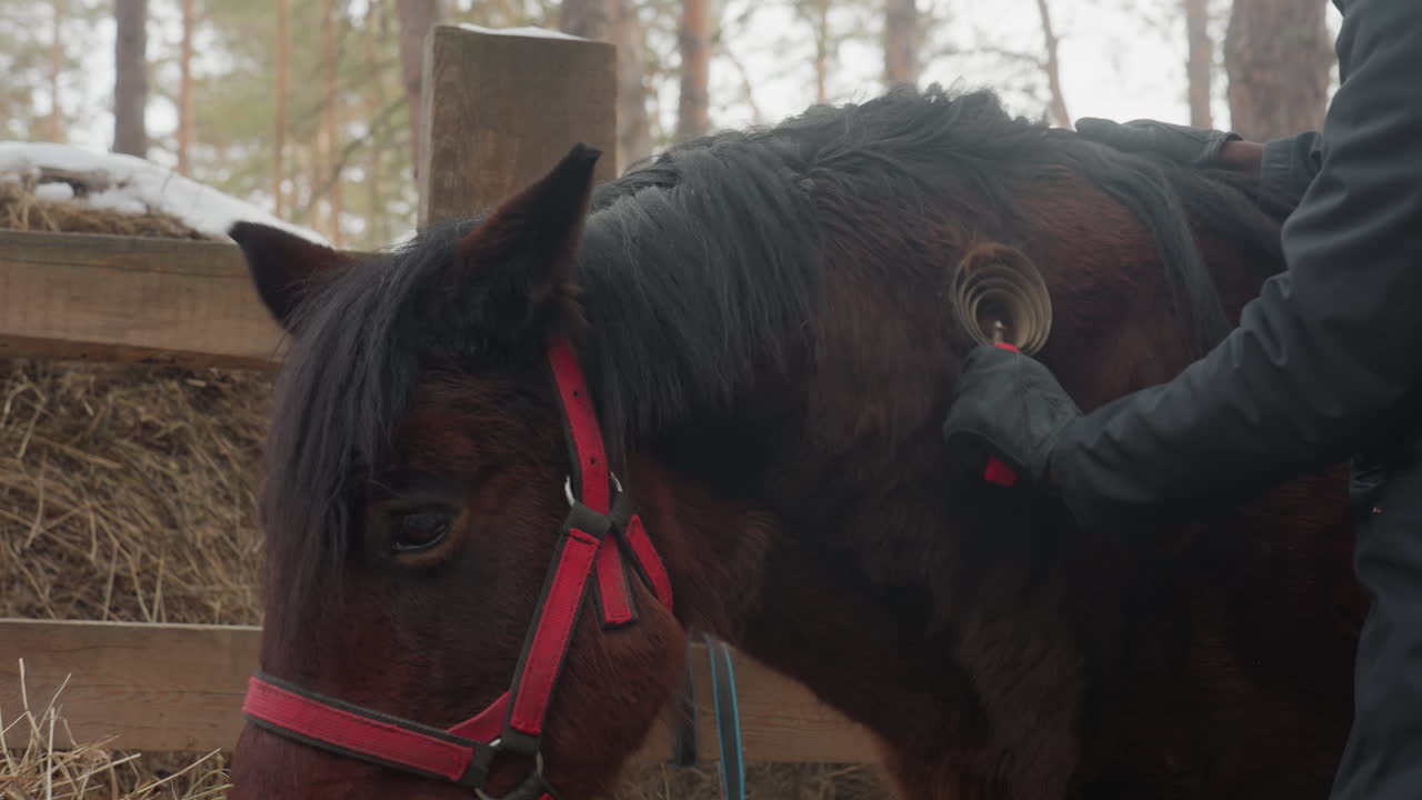 aseo adecuado para caballos en invierno al aire libre para garantizar su salud y bienestar durante las estaciones invernales, buenas prácticas para proteger y cuidar a los caballos en condiciones de nieve