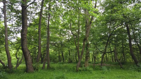 森の中の田舎道を歩く、夏の季節