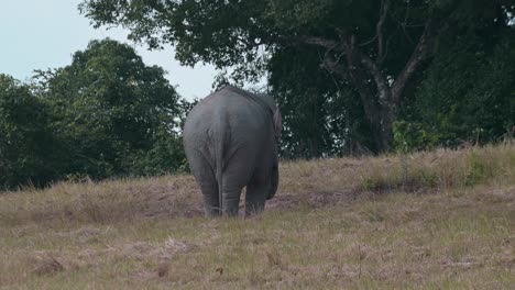 Visto-Desde-Su-Espalda-Alimentándose-En-El-Suelo-Durante-La-Tarde,-Elefante-Indio-Elephas-Maximus-Indicus,-Tailandia