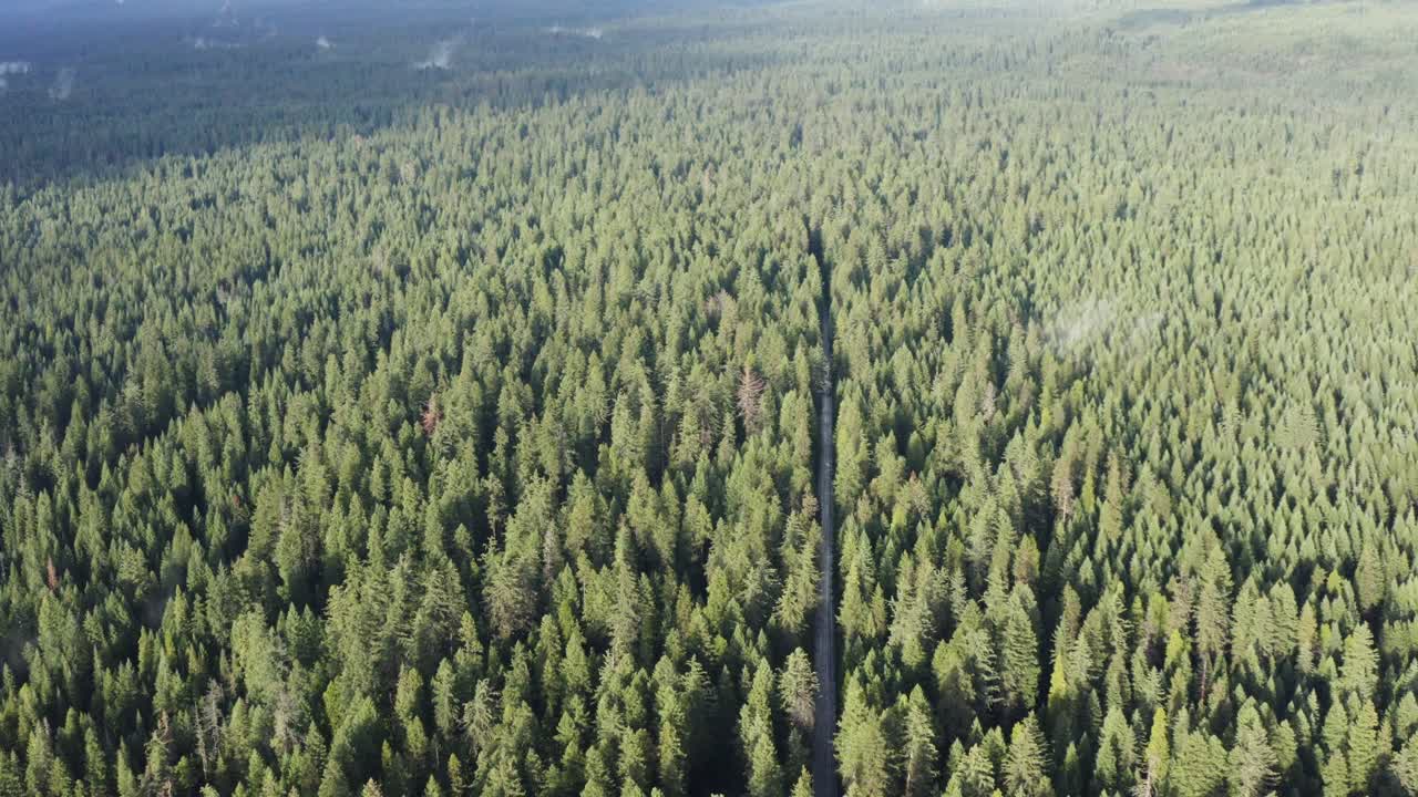 A long straight road surrounded by lush evergreen forest