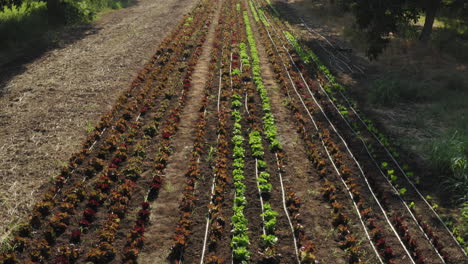 plantas de tomate recién plantadas en suelo arado, sobrevuelo aéreo