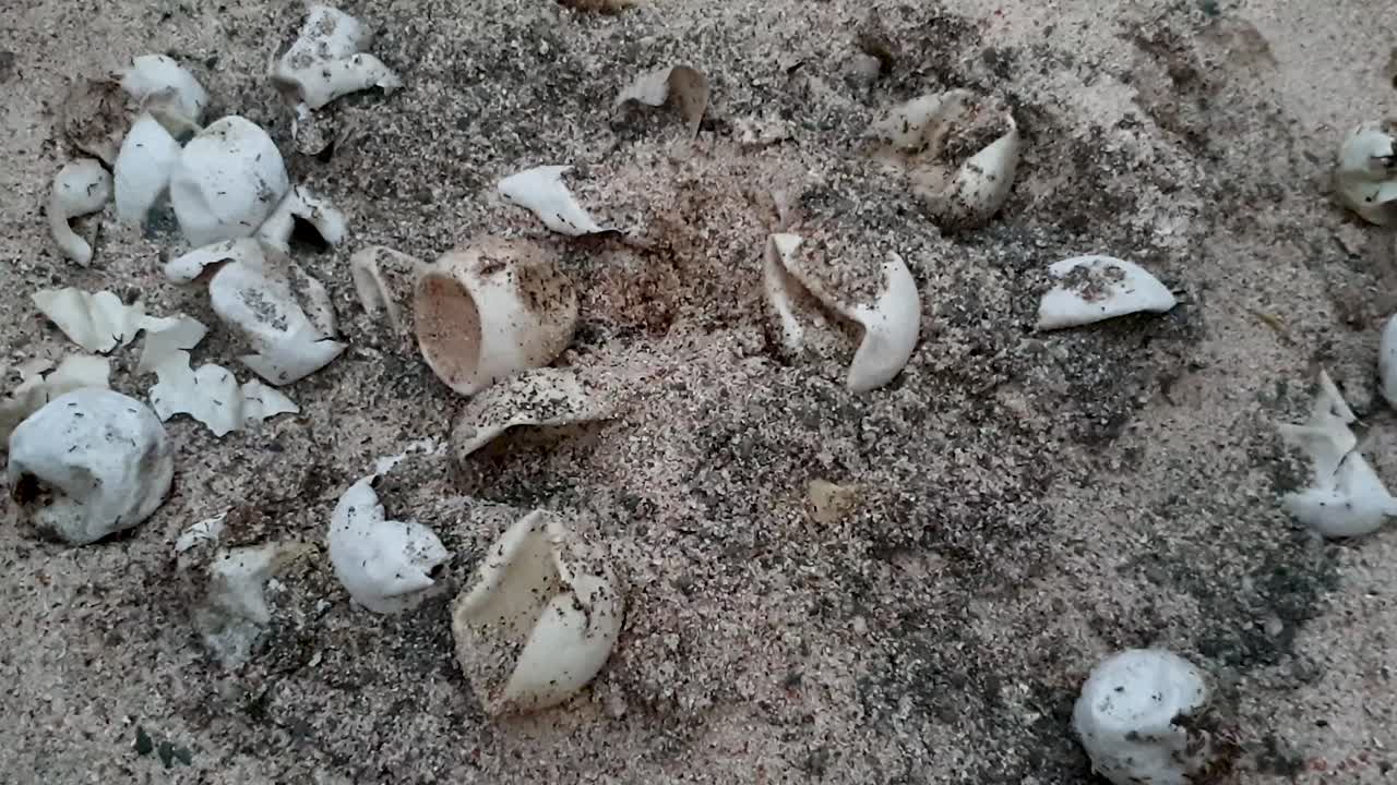primer plano de huevos de tortugas marinas vacíos del nido de tortugas en la playa después de que las tortugas bebé han eclosionado y se han trasladado al océano