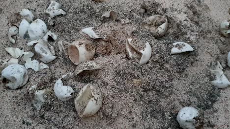 Close-up-of-empty-sea-turtle-eggs-from-turtle-nest-on-the-beach-after-baby-turtles-have-hatched-and-moved-to-the-ocean