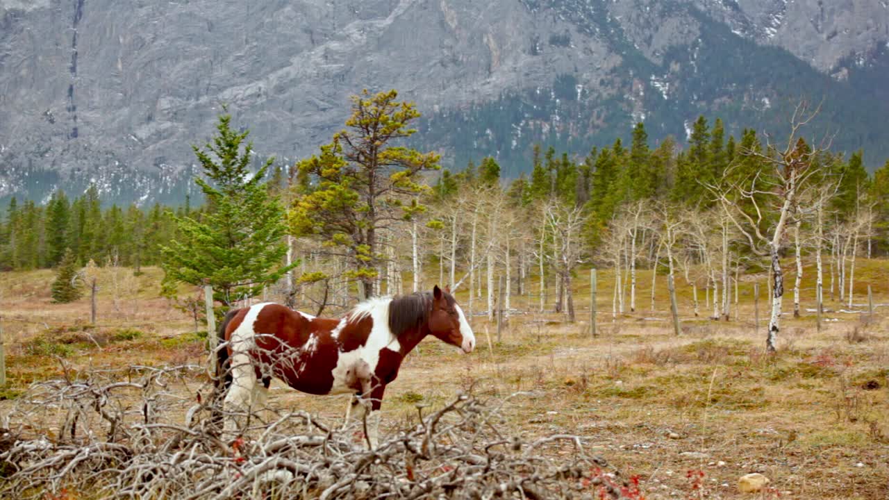 Cavallo in montagna in una giornata nuvolosa.