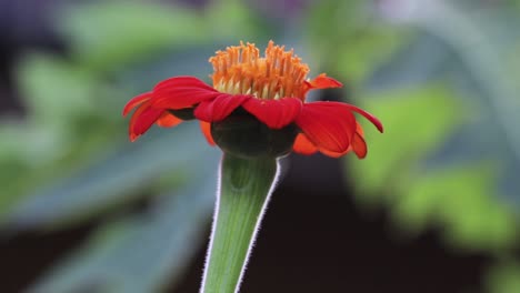 Nahaufnahme-Einer-Mexikanischen-Sonnenblume-Im-Vergleich-Zum-Verschwommenen,-Weichen-Hintergrund-In-Der-Natur