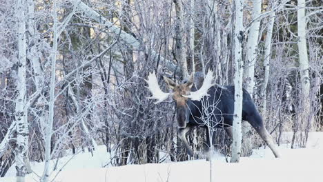 wild canadian moose walking in snow in cypress hills provincial park during winter, saskatchewan, canada