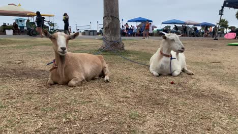 Cabras-Relajándose-En-Una-Playa