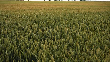 tilt-shot-of-green-farmland-of-common-wheat-in-the-early-summer-morning