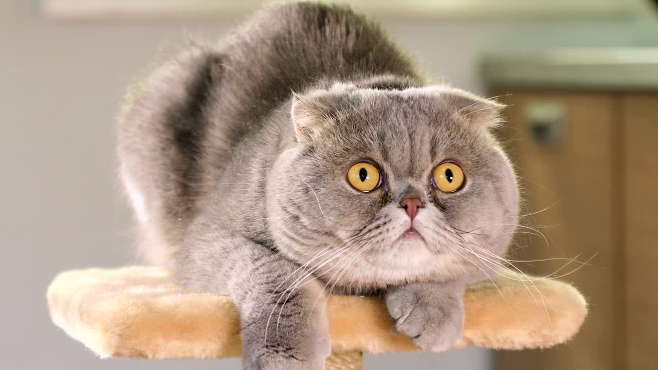 스코티시 폴드 고양이