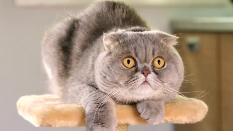 scottish fold cat