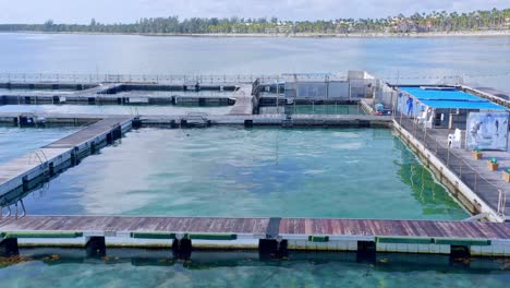 Parque-De-La-Isla-De-Delfines-Flotando-En-La-Superficie-Del-Mar,-Punta-Cana-En-República-Dominicana