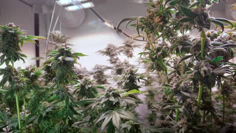 Shot-of-a-cannabis-plants-growing-in-a-grow-tent-during-flowering-stage