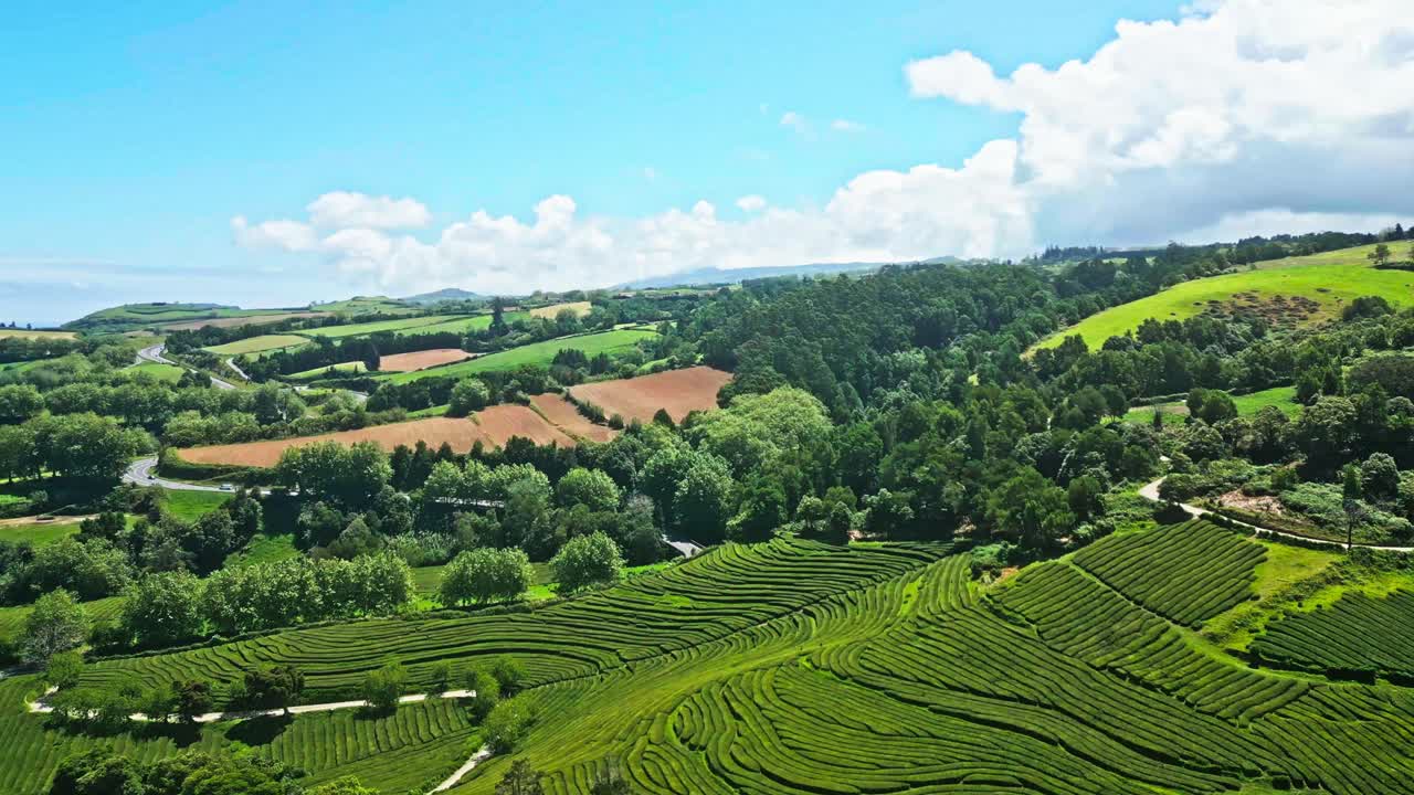Vista aerea a 360 gradi su un campo verde lussureggiante dalla piantagione di tè dell'azienda Chá Gorreana sull'isola di São Miguel, Azzorre.