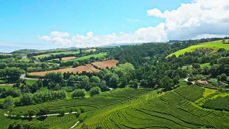 Aerial-360-view-over-lush-green-field-from-Tea-plantation,-Chá-Gorreana-company-in-São-Miguel-Island,-Azores