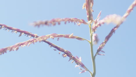 langsame nahaufnahme von maisblumen, die im wind mit einem blauen himmel wehen