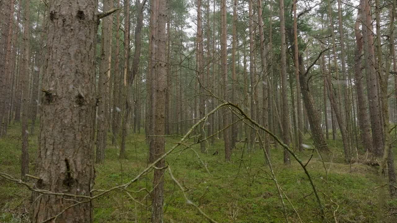 vista aérea del bosque de pinos silvestres, musgo verde y brezo bajo los árboles, día nublado, caída de nieve ligera, bosque nórdico, costa del mar báltico, concepto místico, tiro lento de la muñeca del dron moviéndose a la izquierda