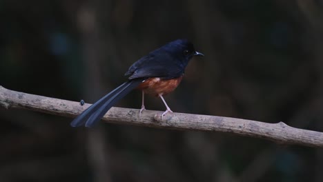 Seen-from-its-back-perched-on-a-big-vine-then-flies-away,-White-rumped-Shama-Copsychus-malabaricus,-Male,-Thailand