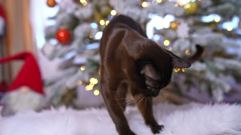 domestic pet cat is interested in fluffy carpet. shiny black animal inspecting the white mat and lifting it with a paw. decorated fir-tree at the backdrop.