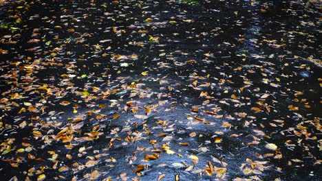 autumn leaves on wet asphalt during rain.