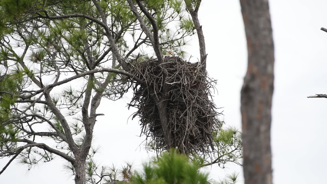 Bald Eagle adult and chick in a nest
