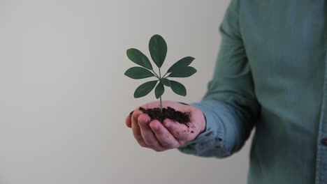 un puñado de tierra planta joven 1